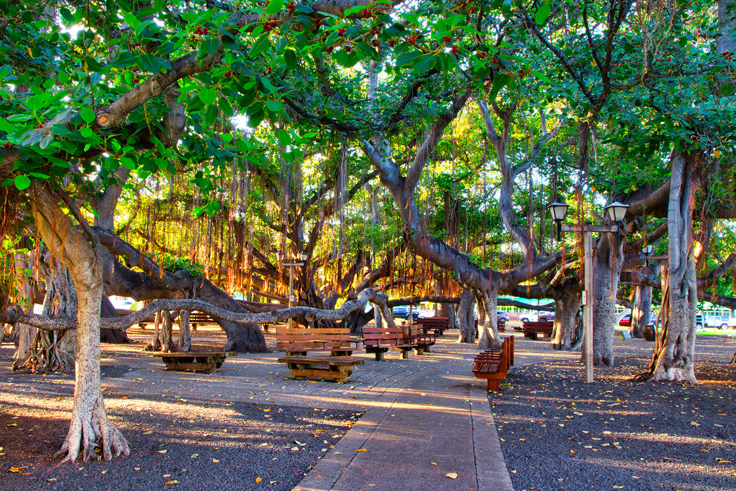Banyan Trees on Front Street in Lahaina on Maui